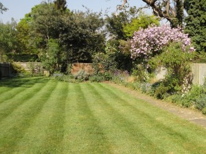 mown lawn, with stripes