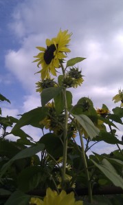 sunflowers on allotment